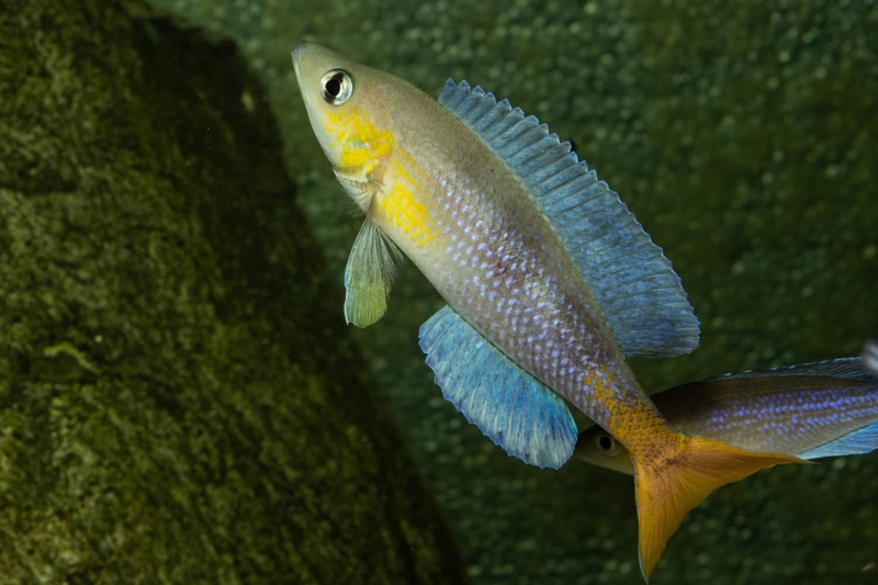 Cyprichromis sp. 'dwarf jumbo' Kagunga